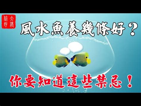 風水養魚|養魚風水指南：位置高度與飼養條數大公開 